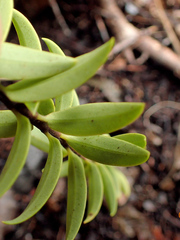 Veronica subfulvida