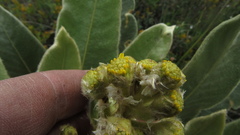 Espeletia rabanalensis