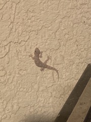 Hemidactylus turcicus