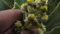 Espeletia rabanalensis