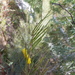 Acacia grasbyi - Photo (c) User:Zenwort, some rights reserved (CC BY-SA)