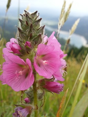 Sidalcea hirtipes