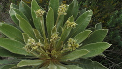 Espeletia rabanalensis