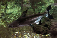 Giant Pangasius photo 5