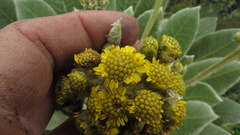 Espeletia rabanalensis