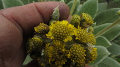 Espeletia rabanalensis