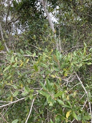 Anastrabe integerrima