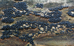 Rosellinia subiculata