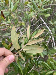 Anastrabe integerrima