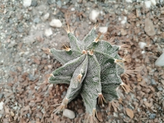 Astrophytum