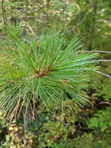Western white pine (Pinus monticola)