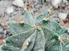 Astrophytum