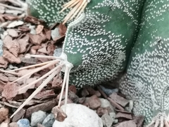 Astrophytum
