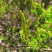 Acacia stellaticeps - Photo (c) Adrienne Markey, some rights reserved (CC BY-NC-SA)