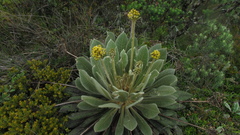 Espeletia rabanalensis