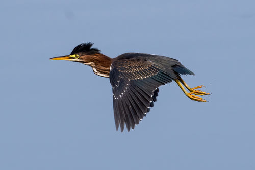 Green Heron photographed in Kentucky