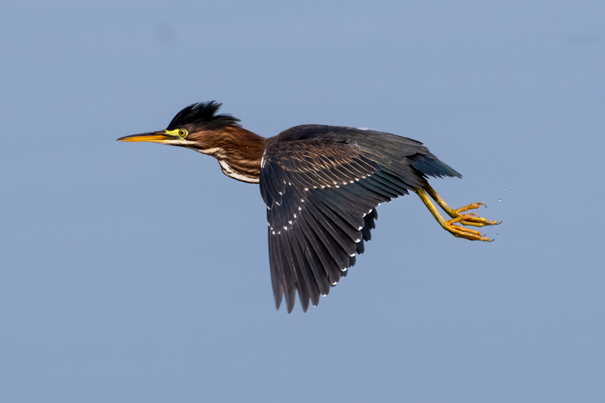 Green Heron (Butorides virescens)