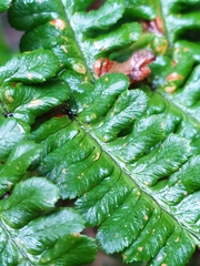 Dryopteris affinis cambrensis