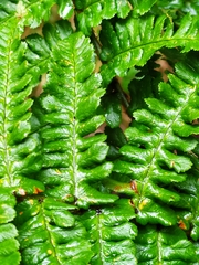 Dryopteris affinis cambrensis