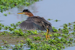 Green Heron photo 4