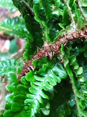 Dryopteris affinis cambrensis