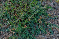 Astragalus schelichowii