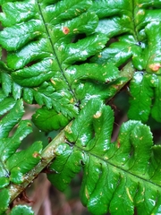 Dryopteris affinis cambrensis