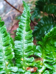 Dryopteris affinis cambrensis
