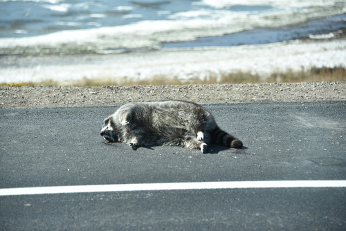 Common Raccoon photographed in Wyoming