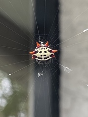 Gasteracantha cancriformis