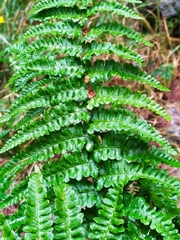 Dryopteris affinis cambrensis