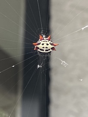 Gasteracantha cancriformis