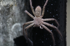Heteropoda venatoria