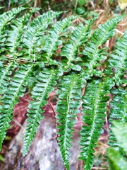 Dryopteris affinis cambrensis