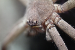 Heteropoda venatoria