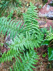Dryopteris affinis cambrensis
