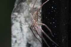 Heteropoda venatoria