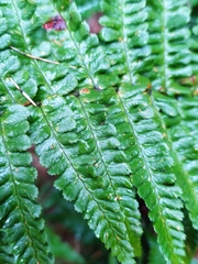Dryopteris affinis cambrensis