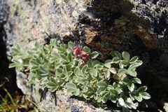 Potentilla divina