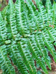 Dryopteris affinis cambrensis