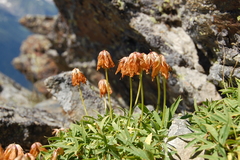 Trifolium polyphyllum