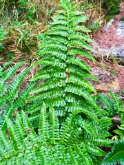 Dryopteris affinis cambrensis