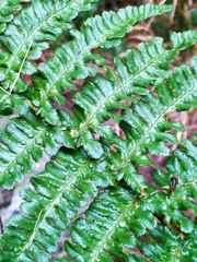 Dryopteris affinis cambrensis