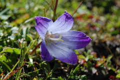 Campanula tridentata
