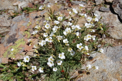 Cherleria circassica