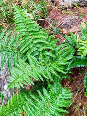 Dryopteris affinis cambrensis