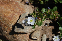 Veronica telephiifolia