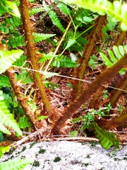 Dryopteris affinis cambrensis