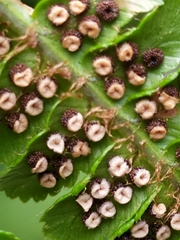 Dryopteris affinis cambrensis