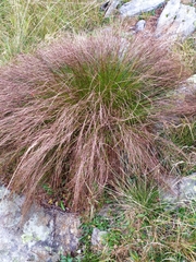 Oreojuncus trifidus